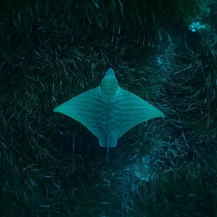 Fotografía de Manta nadando sobre algas marinas.