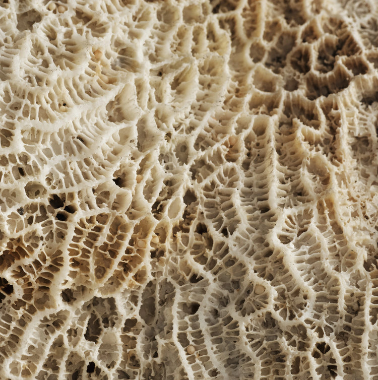 Detalles en macro de un Coral marino.