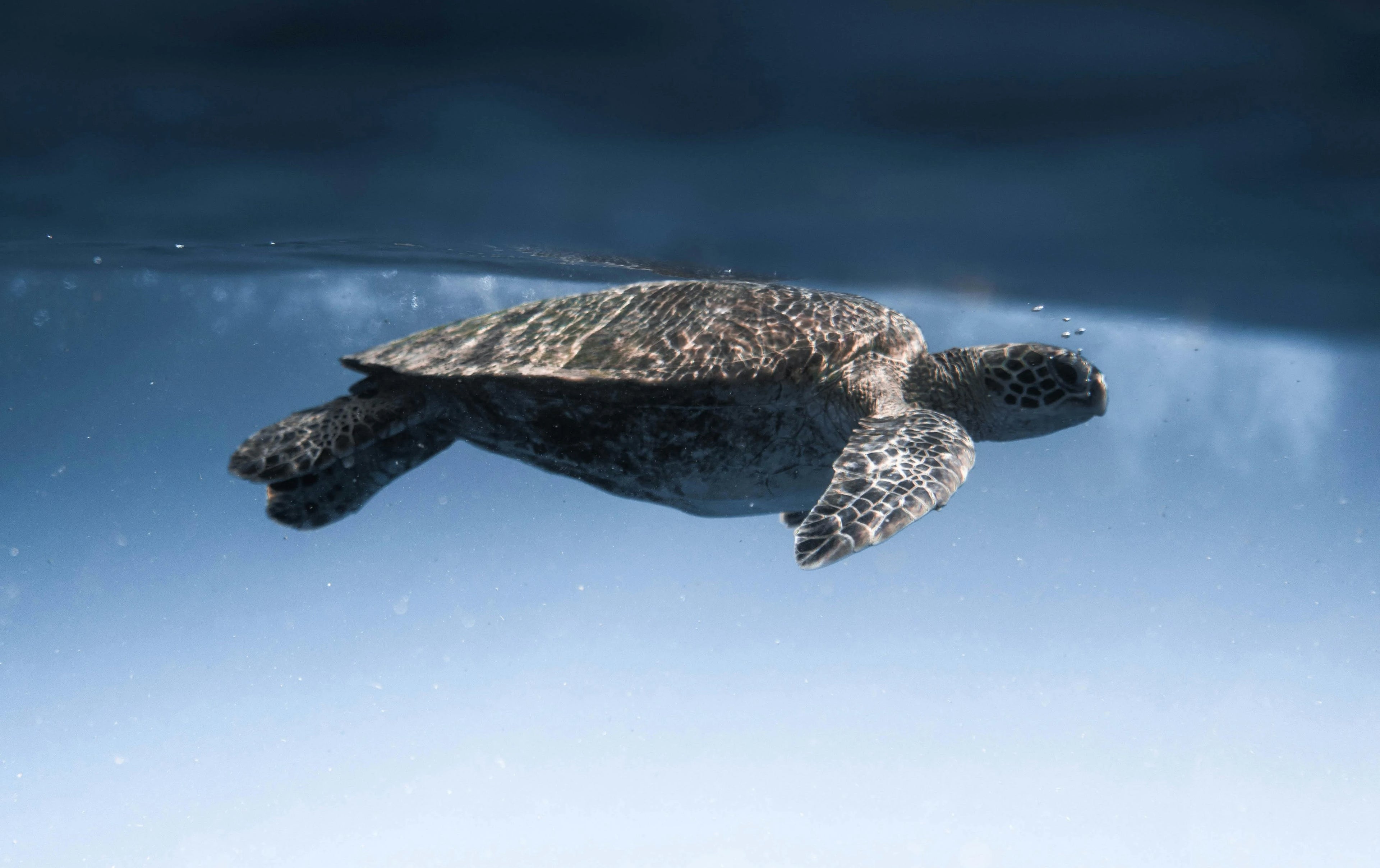 Cargar video: Vídeo con escenas del proceso creativo y como nadamos y fotogrametriamos a la tortuga Caretta Caretta, protagonista de la Colección Cayume.